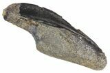 Fossil Hadrosaur Tooth - Two Medicine Formation #163391-2